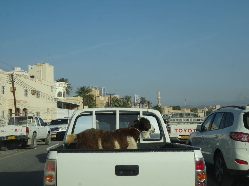 Oman_Nizwa_geitenmarkt