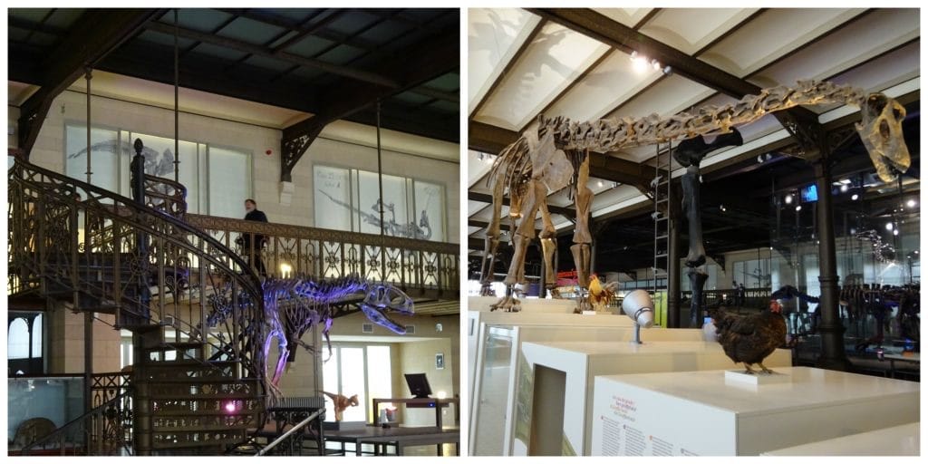 Iguanodon Museum voor Natuurwetenschappen Brussel