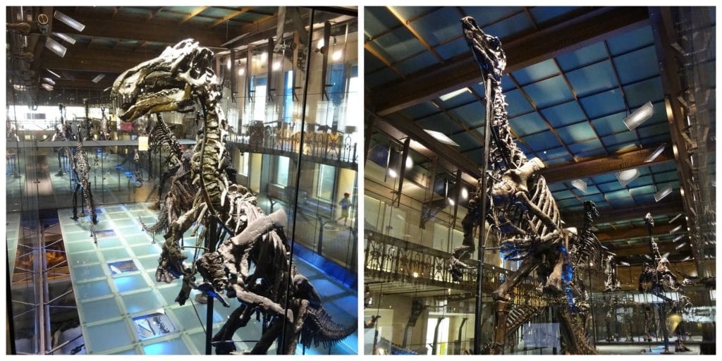 Iguanodon Museum voor Natuurwetenschappen Brussel