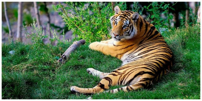 India Karnataka tijger