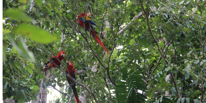 La Pura Vida in Costa Rica Scarlet Macaw in Corcovado