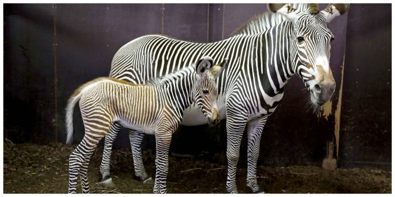 Nederland Amsterdam Artis Edwin Butter zebra