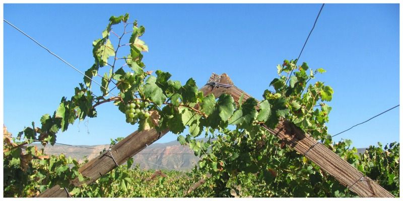 Sable Tours Zuid-Afrika wijn
