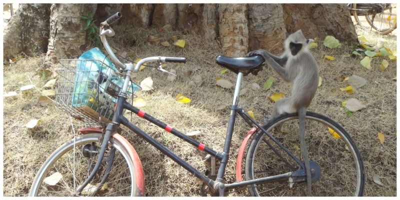 Sri Lanka Anaradhapura aap op een fiets