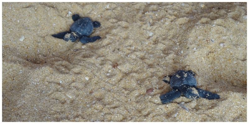 Sri Lanka Hikaduwa schildpadjes