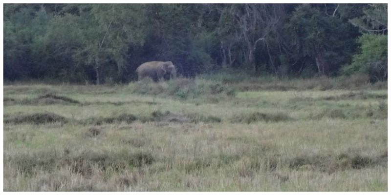 Sri Lanka Wilpattu Wildpark olifant