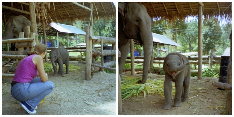 Thailand Lampang Thai Elephant Conservation Center