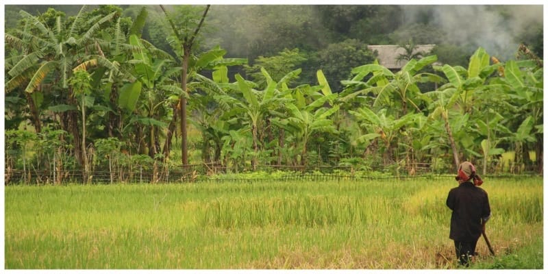 Vietnam rijstvelden boer