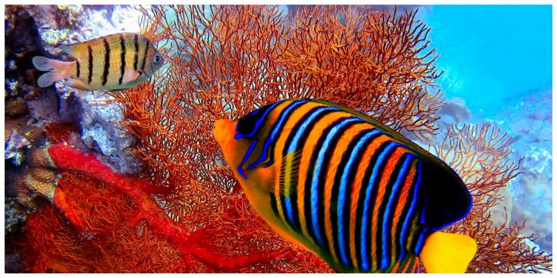 Wonderful Indonesia koraal