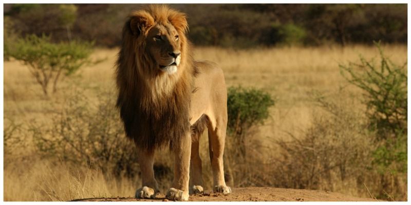 Zuid-afrika leeuw