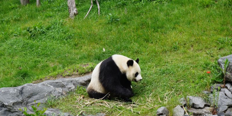 pairi daiza dierentuin Belgie panda