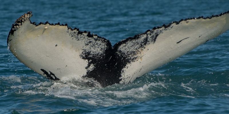 Noord-Ijsland walvis